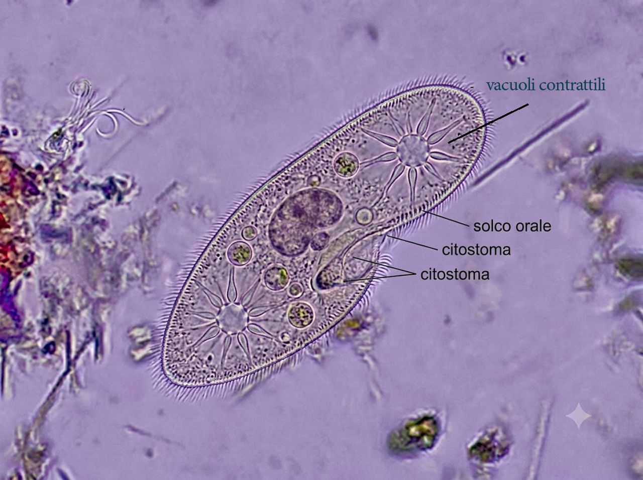 Il paramecio, il gigante dei Ciliati